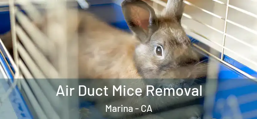  Air Duct Mice Removal Marina - CA